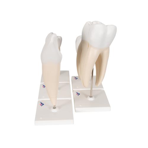 Human Tooth Models Set "Classic Series", 5 Models, 1017588 [D10], Dental Models