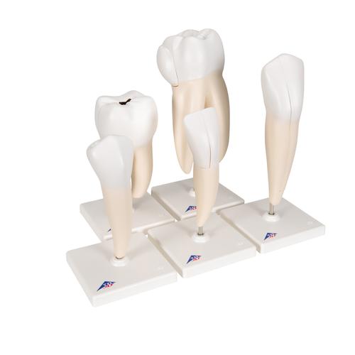 치아 모형, 5가지 타입 Human Tooth Models Set "Classic Series", 5 Models, 1017588 [D10], 치아 모형