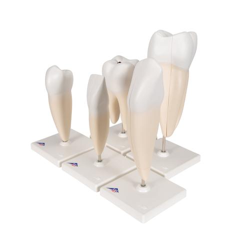 Human Tooth Models Set "Classic Series", 5 Models, 1017588 [D10], Dental Models