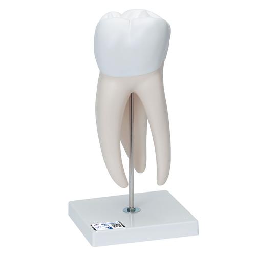 Molar superior, 6 piezas, 1013215 [D15], Modelos dentales