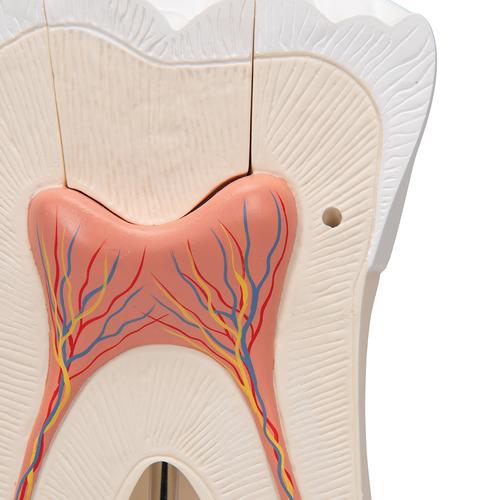 Dente molare superiore a tre radici, in 6 parti, 1013215 [D15], Modelli Dentali