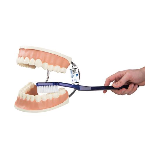 Giant Dental Care Model, 3 times Life-Size, 1000246 [D16], Dental Models