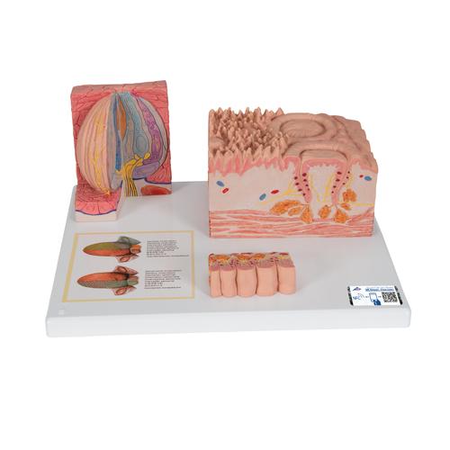 3B MICROanatomie Modell Zunge, 1000247 [D17], 3B MICROanatomy™