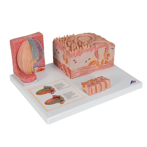 3B MICROanatomie Modell Zunge, 1000247 [D17], 3B MICROanatomy™