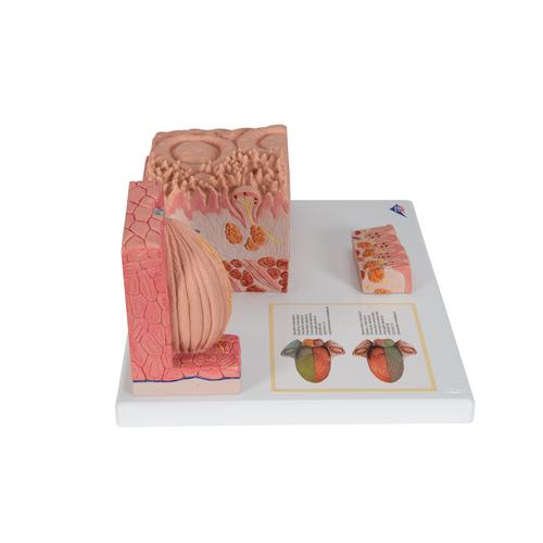 3B MICROanatomy Human Tongue Model, 1000247 [D17], Microanatomy Models 