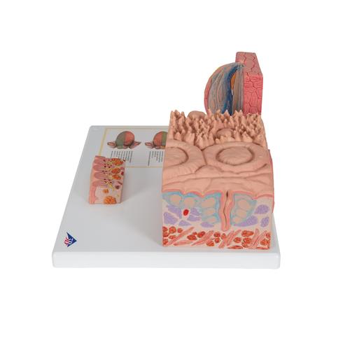 3B MICROanatomy Nyelv modell, 1000247 [D17], Emésztőrendszeri modellek