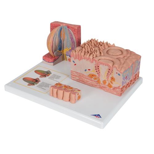 3B MICROanatomie Modell Zunge, 1000247 [D17], Zahnmodelle