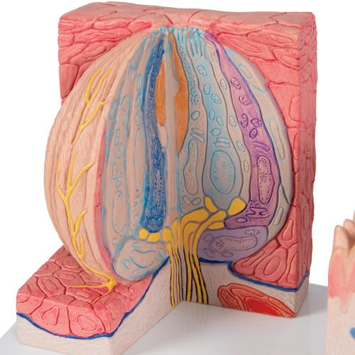 3B MICROanatomie Modell Zunge, 1000247 [D17], 3B MICROanatomy™