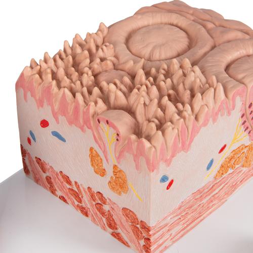 3B MICROanatomy Human Tongue Model, 1000247 [D17], Digestive System Models