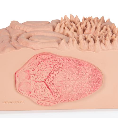 3B MICROanatomy Human Tongue Model, 1000247 [D17], Digestive System Models