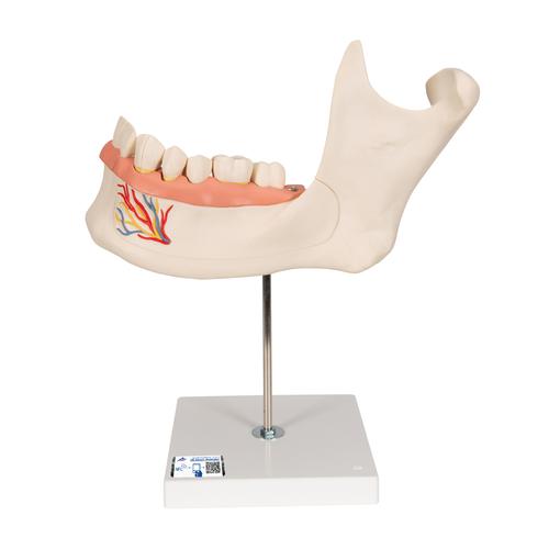 Half Lower Human Jaw Model, 3 times Full-Size, 6 part, 1000249 [D25], Dental Models