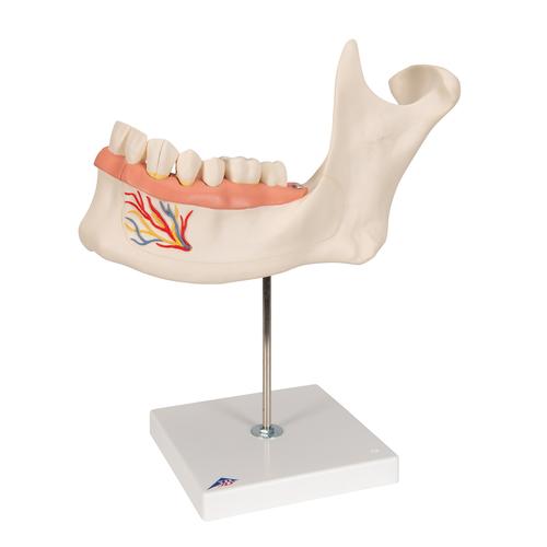 Modell eines halben Unterkiefers, 3-fache Größe, 6-teilig, 1000249 [D25], Zahnmodelle