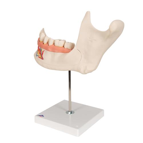 Half Lower Human Jaw Model, 3 times Full-Size, 6 part, 1000249 [D25], Dental Models