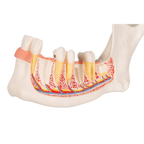 Half Lower Human Jaw Model, 3 times Full-Size, 6 part, 1000249 [D25], Dental Models