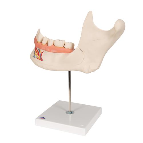 Modell eines halben Unterkiefers, 3-fache Größe, 6-teilig, 1000249 [D25], Zahnmodelle