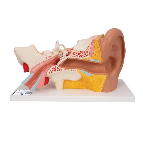 귀 모형 3배 확대 4 파트 분리 Ear Model, 3 times life size, 4 part, 1000250 [E10], 귀 모형