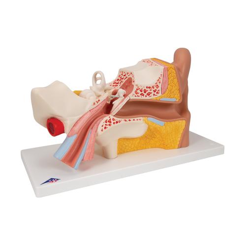 Human Ear Model, 3 times Life-Size, 4 part, 1000250 [E10], Ear Models