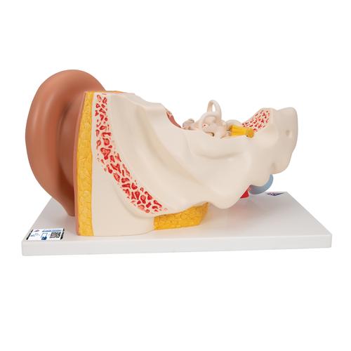 Human Ear Model, 3 times Life-Size, 4 part, 1000250 [E10], Ear Models