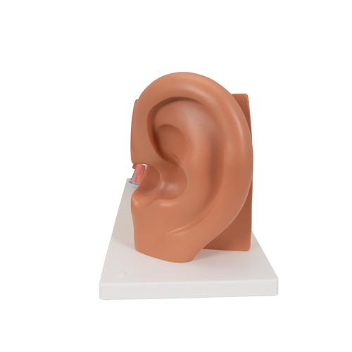 귀 모형 3배 확대 4 파트 분리 Ear Model, 3 times life size, 4 part, 1000250 [E10], 귀 모형