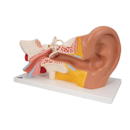 귀 모형 3배 확대 4 파트 분리 Ear Model, 3 times life size, 4 part, 1000250 [E10], 귀 모형