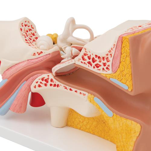 Modèle anatomique de l'oreille, agrandie 3 fois, en 4 parties, 1000250 [E10], Modèles ORL