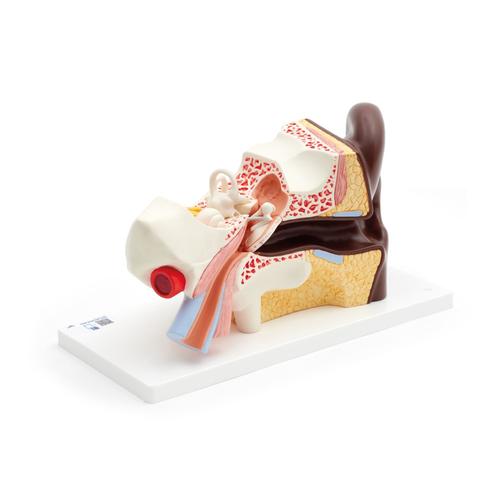 Human Ear Model, 3 times Life-Size, 4 part, dark skin - 3B Smart Anatomy, 1024379 [E10D], Ear Models