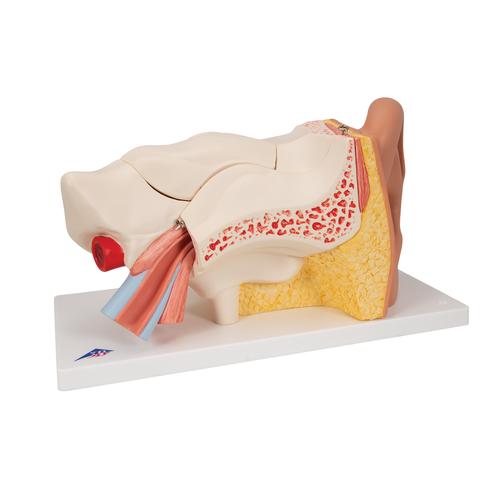 Fül, az eredeti méret 3-szorosa, 6 részes, 1000251 [E11], Fül-orr-gégészeti modellek