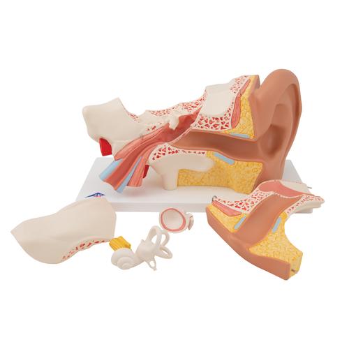 Human Ear Model, 3 times Life-Size, 6 part, 1000251 [E11], Ear Models