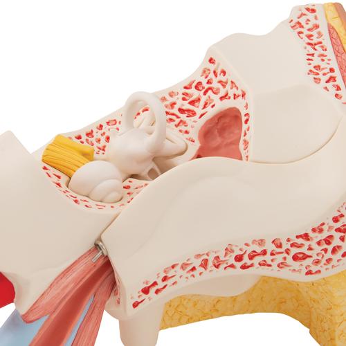 Ohrmodell, 3-fache Größe, 6-teilig, 1000251 [E11], Hals, Nase und Ohrenmodelle