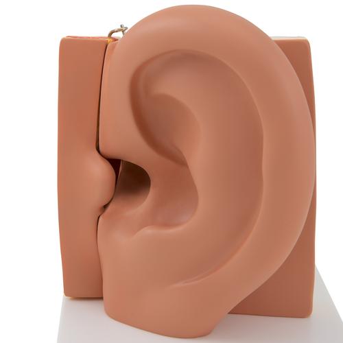 Human Ear Model, 3 times Life-Size, 6 part, 1000251 [E11], Ear Models