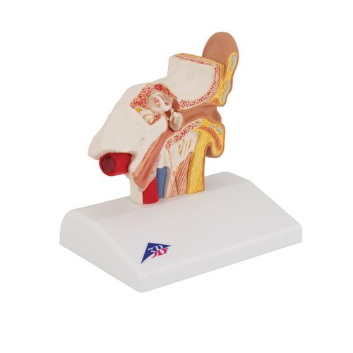 탁상용 귀 모형 1.5배 확대 Ear Model for desktop, 1.5 times life size, 1000252 [E12], 귀 모형