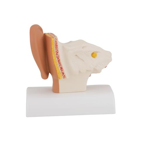 탁상용 귀 모형 1.5배 확대 Ear Model for desktop, 1.5 times life size, 1000252 [E12], 귀 모형