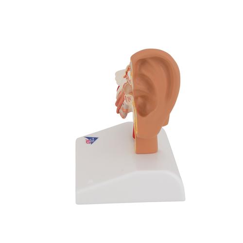 탁상용 귀 모형 1.5배 확대 Ear Model for desktop, 1.5 times life size, 1000252 [E12], 귀 모형