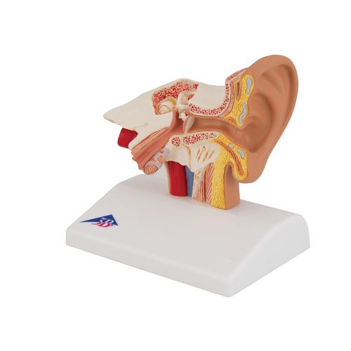 탁상용 귀 모형 1.5배 확대 Ear Model for desktop, 1.5 times life size, 1000252 [E12], 귀 모형