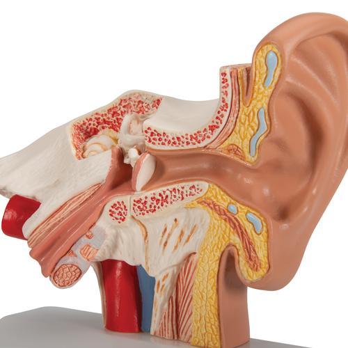 탁상용 귀 모형 1.5배 확대 Ear Model for desktop, 1.5 times life size, 1000252 [E12], 귀 모형