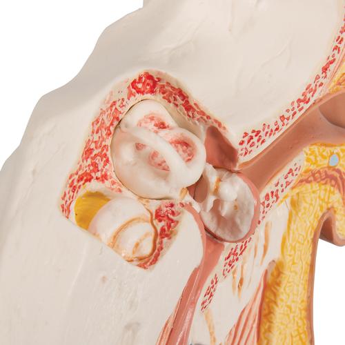 Asztali fülmodell, 1,5-szeres nagyítás, 1000252 [E12], Fül-orr-gégészeti modellek