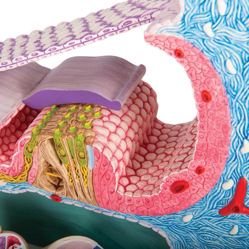 Organ of Corti Model with Representation in Cochlea, 1010005 [E14], Ear Models