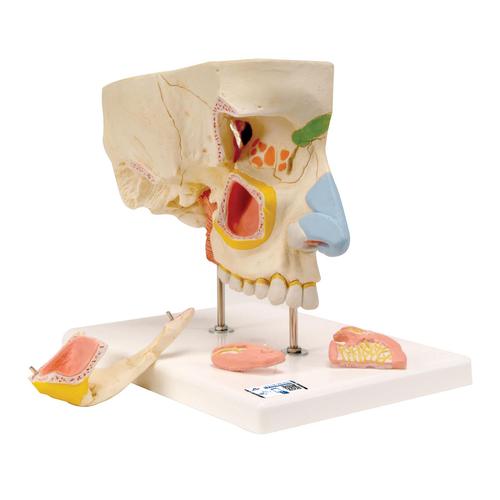 Human Nose Model with Paranasal Sinuses, 5 part, 1000254 [E20], Ear Models