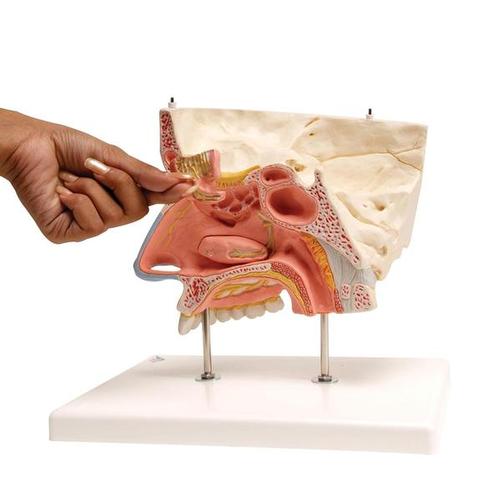 Human Nose Model with Paranasal Sinuses, 5 part, 1000254 [E20], Ear Models