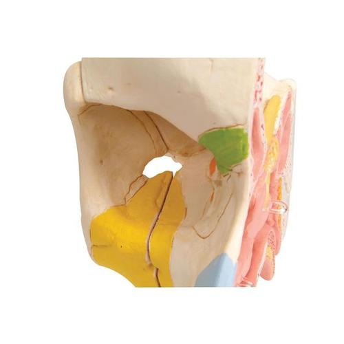 Human Nose Model with Paranasal Sinuses, 5 part, 1000254 [E20], Ear Models