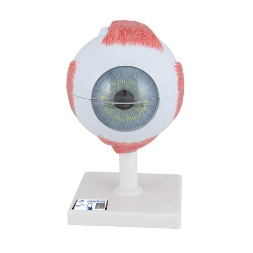 안구 모형 5배 확대 6파트  Human Eye Model, 5 times Full-Size, 6 part, 1000255 [F10], 눈 모형