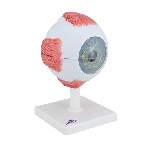 안구 모형 5배 확대 6파트  Human Eye Model, 5 times Full-Size, 6 part, 1000255 [F10], 눈 모형