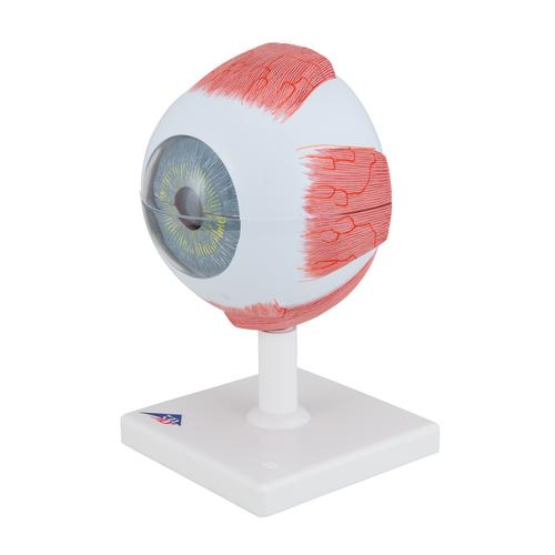 안구 모형 5배 확대 6파트  Human Eye Model, 5 times Full-Size, 6 part, 1000255 [F10], 눈 모형