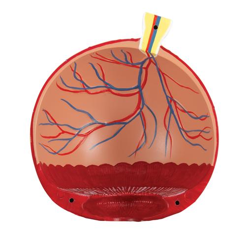 안구 모형 5배 확대 6파트  Human Eye Model, 5 times Full-Size, 6 part, 1000255 [F10], 눈 모형