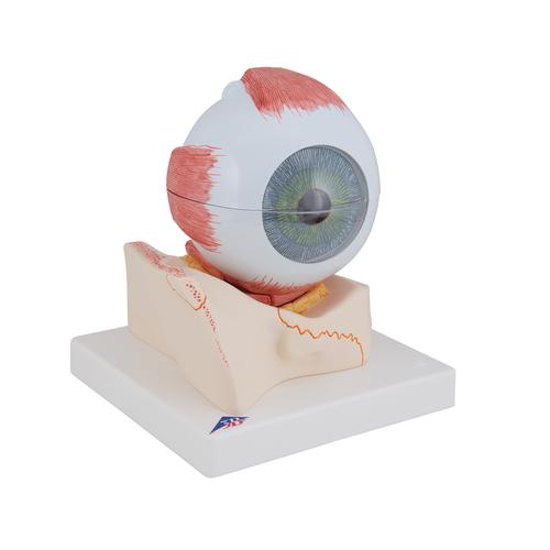 안구 모형 5배 확대 7파트  Human Eye Model, 5 times Full-Size, 7 part, 1000256 [F11], 눈 모형