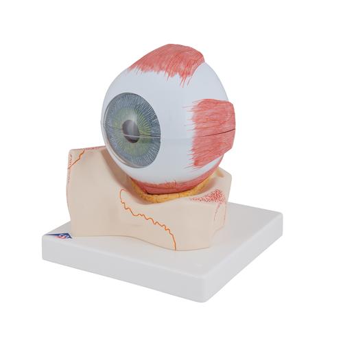 안구 모형 5배 확대 7파트  Human Eye Model, 5 times Full-Size, 7 part, 1000256 [F11], 눈 모형