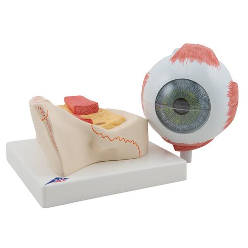 안구 모형 5배 확대 7파트  Human Eye Model, 5 times Full-Size, 7 part, 1000256 [F11], 눈 모형