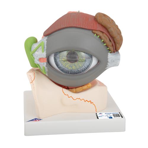 Human Eye Model, 5 times full-size, 8 part, 1000257 [F12], Eye Models