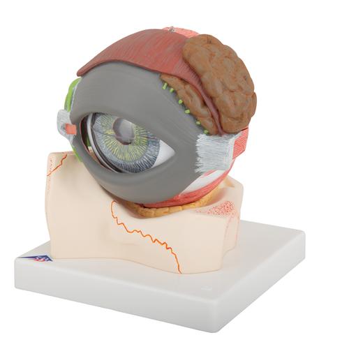 Модель глаза, 5-кратное увеличение, 8 частей - 3B Smart Anatomy, 1000257 [F12], Модели глаза человека