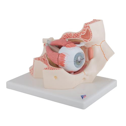 Modell vom Auge in Augenhöhle, 3-fache Größe, 7-teilig, 1000258 [F13], Augenmodelle